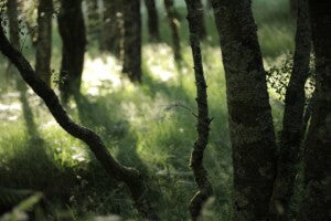 Yoga Retreat at Mulvarry House, Carlow / 22-24th May 2026